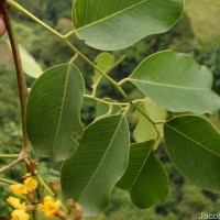 Pterocarpus marsupium Roxb.